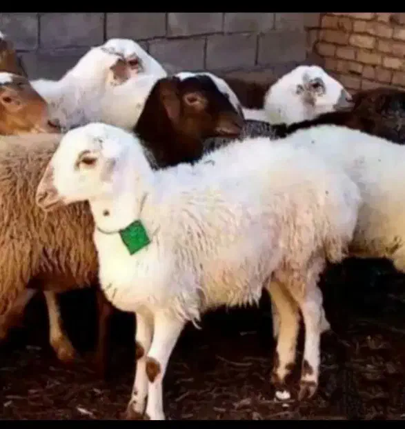 بره نر و ماده|حیوانات مزرعه|قم, بلوار امین و ساحلی|دیوار