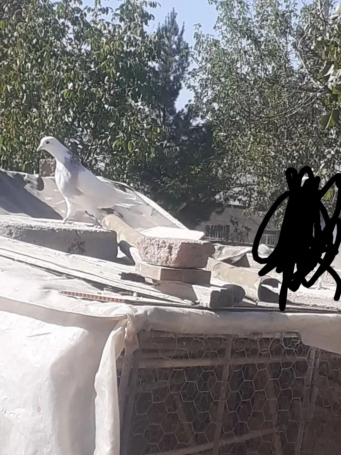 کبوتر گمشده|حیوانات|همدان, |دیوار