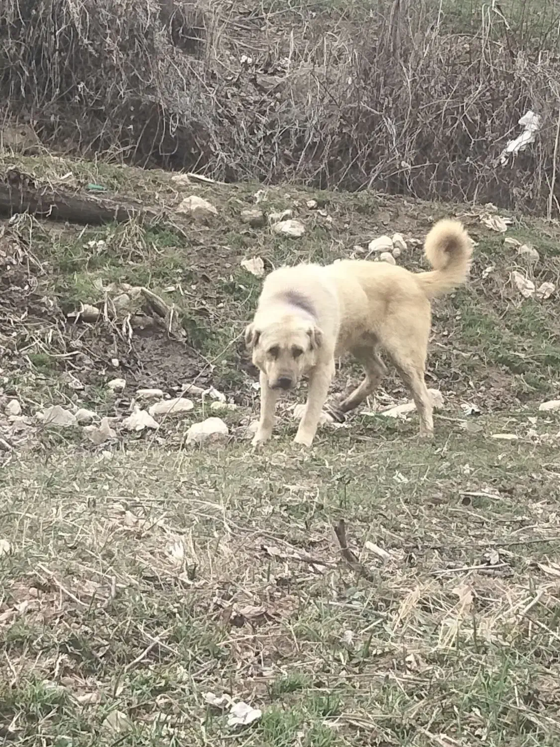 سگ جوان|سگ|قیدار, |دیوار