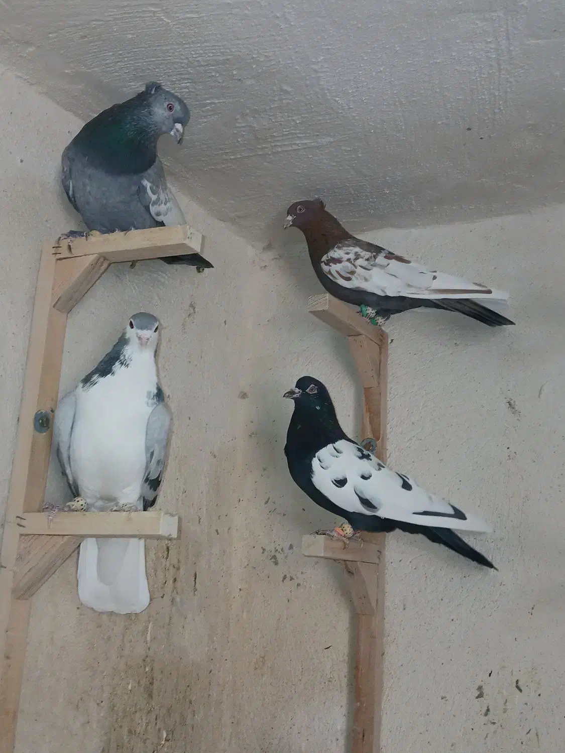 کفتر بهبانی|پرنده|شیراز, سعدیه شمالی|دیوار