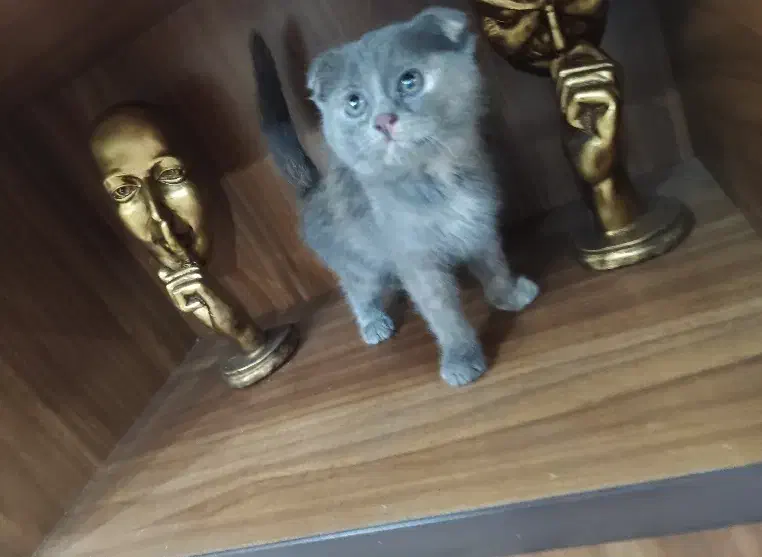 گربه اسکاتیش وهیمالین|گربه|فردیس, ثابتی|دیوار