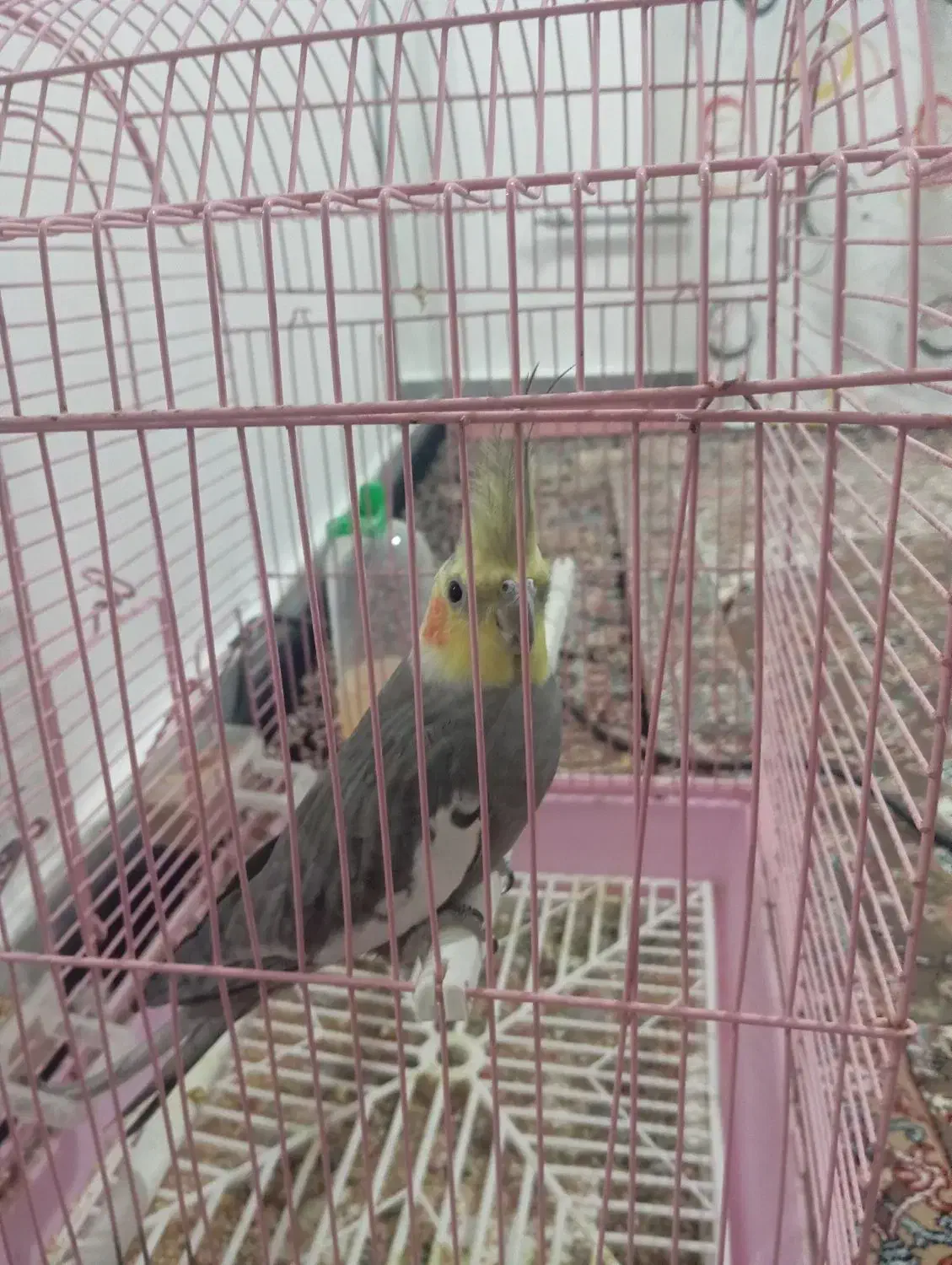 عروس هندی نر|پرنده|گرمی, |دیوار