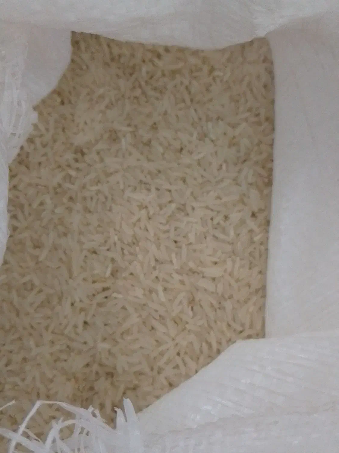 برنج فجرسوزنی|خوردنی و آشامیدنی|خان ببین, |دیوار