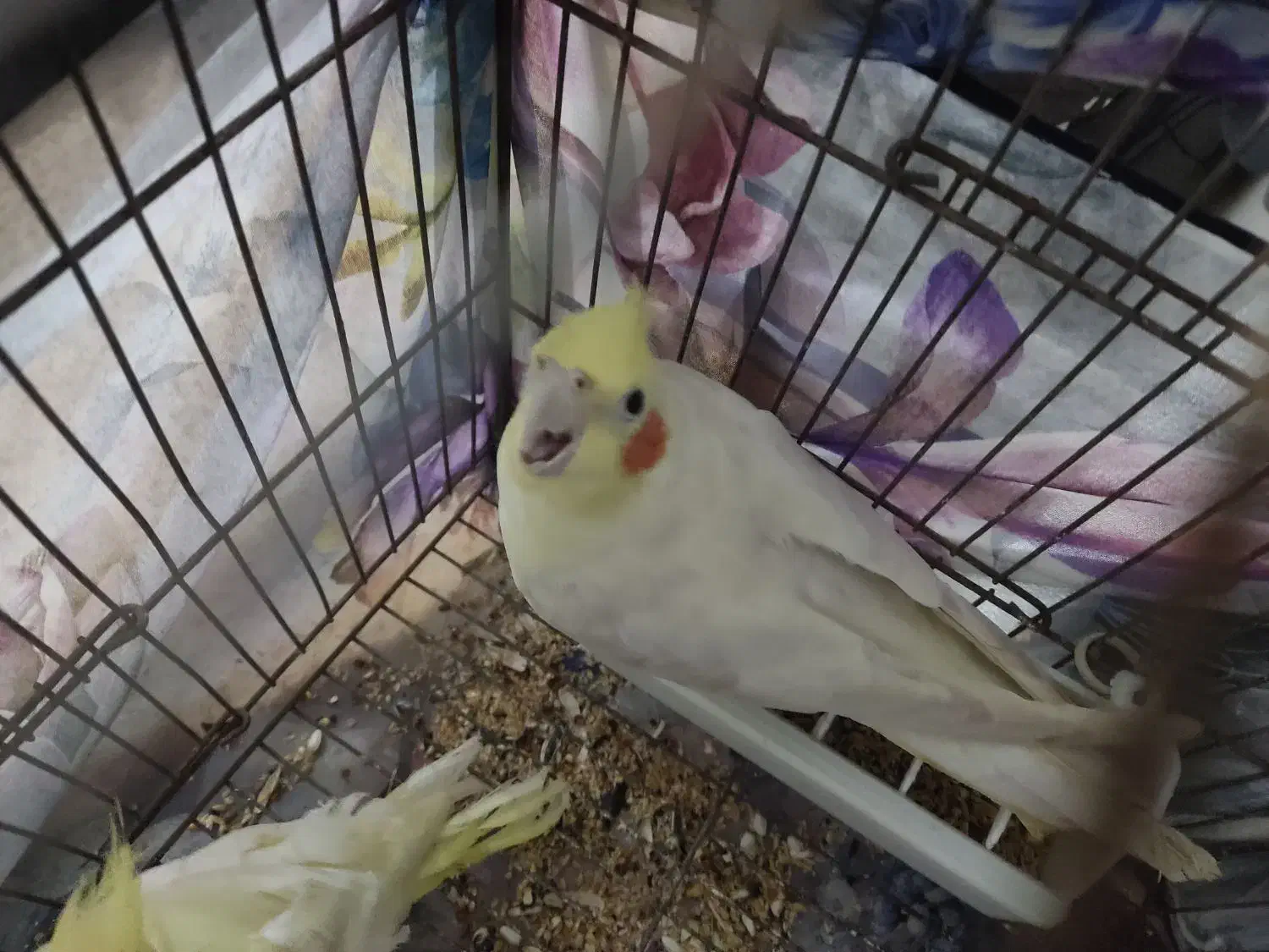 فروش سه عدد عروس هلندی|پرنده|رشت, دخانیات|دیوار