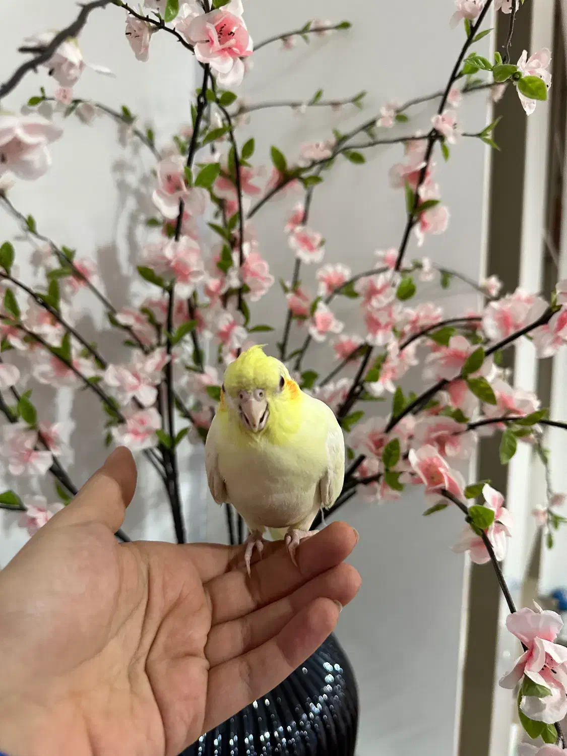 فروش یک جفت مولد لوتینو و یک جوجه کاملا دستی|پرنده|صدرا-فارس, فاز ۱|دیوار