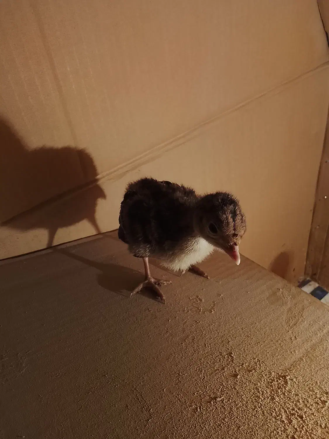 یه دونه جوجه بوقلمون برنز|حیوانات مزرعه|همدان, |دیوار