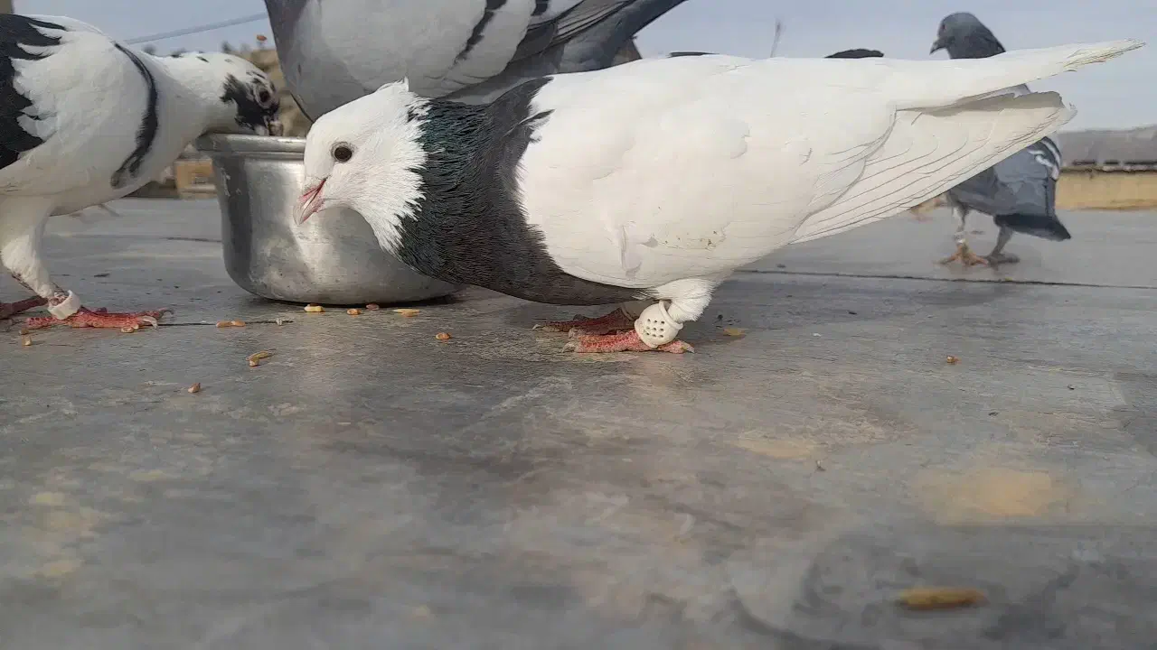 کبوتر|پرنده|سرپل ذهاب, |دیوار