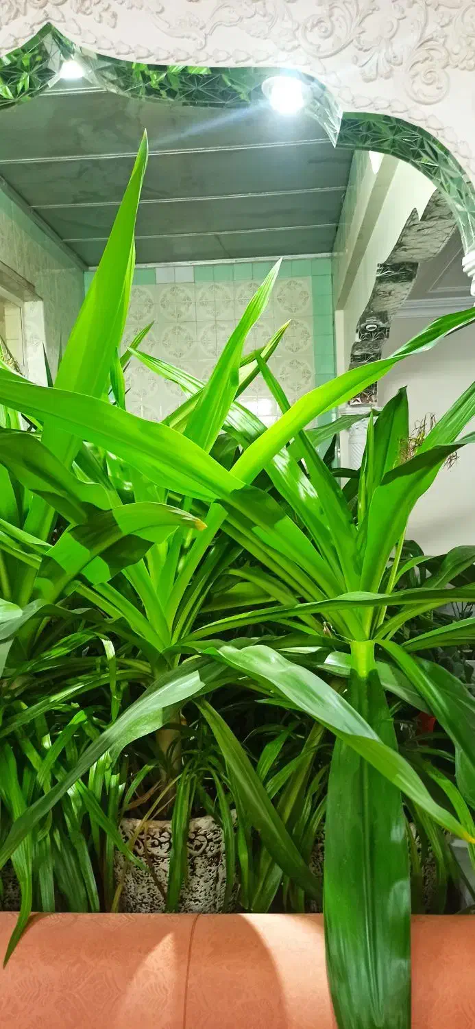 گل با گلدان|گل و گیاه طبیعی|یزد, |دیوار