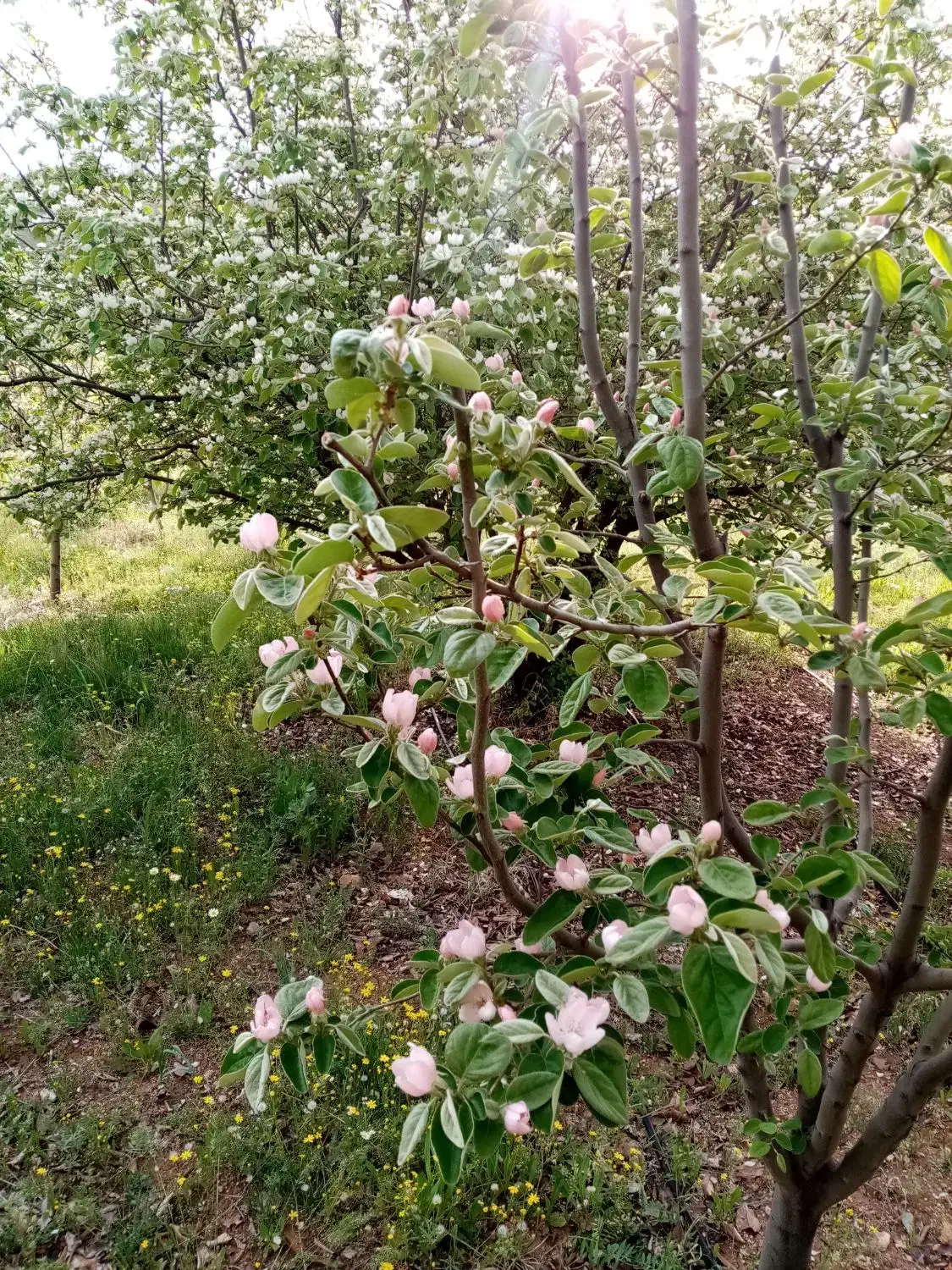 مشارکتی باغ|اجارهٔ دفتر صنعتی، کشاورزی، تجاری|موچش, |دیوار