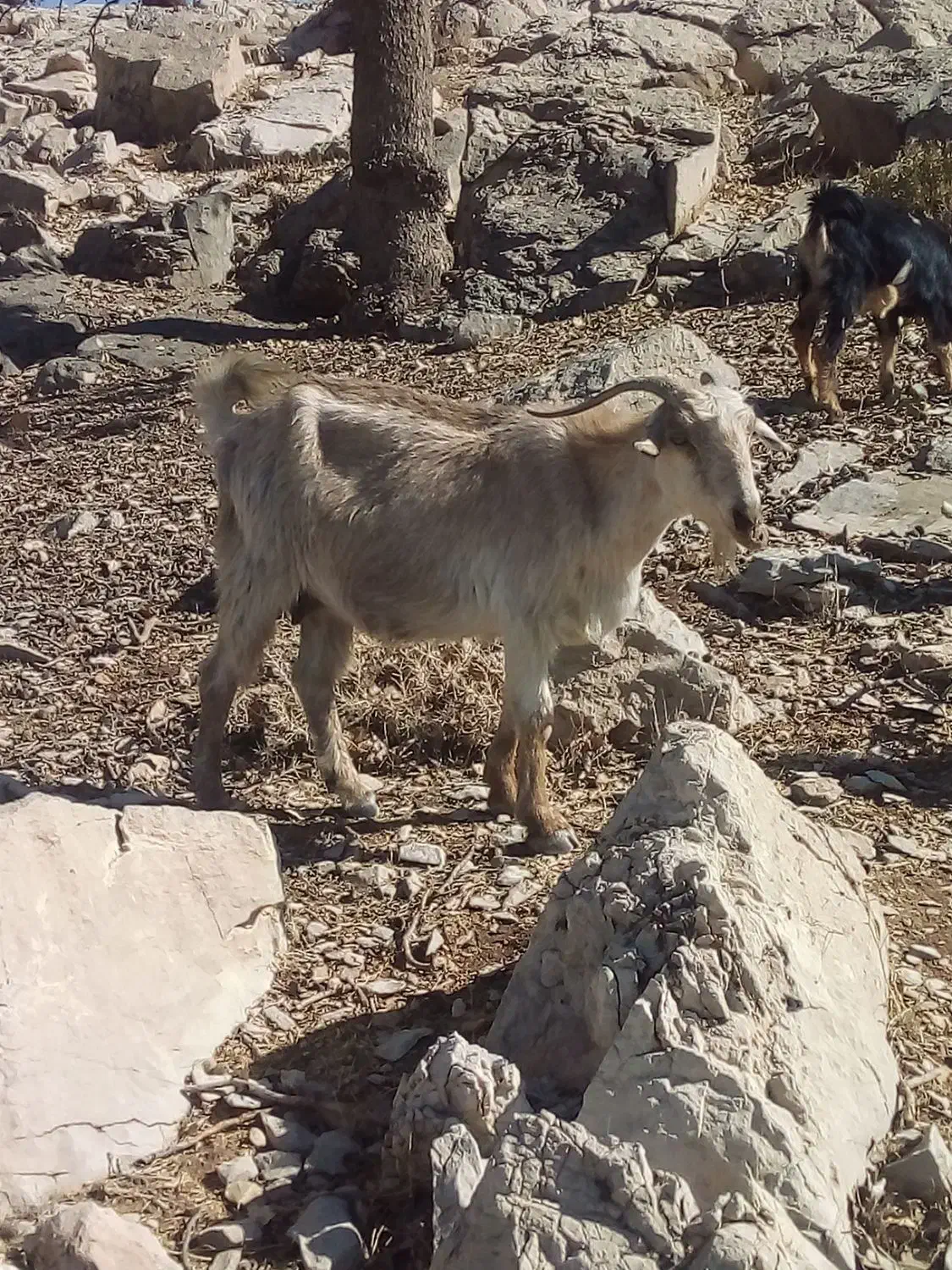 فروش بز|حیوانات مزرعه|قلعه ممبی, |دیوار