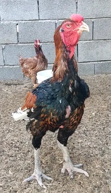 تخم مرغ از این نژاد به تعداد بالا موجوده|حیوانات مزرعه|تخت, |دیوار