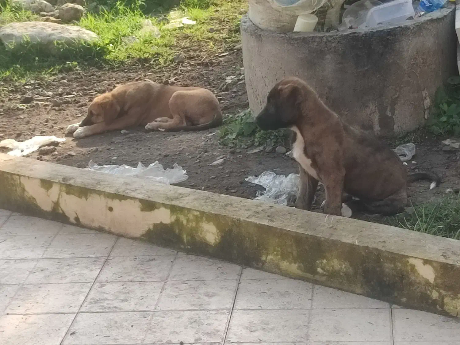 واگذاری توله سگ سراب|سگ|رویان, |دیوار