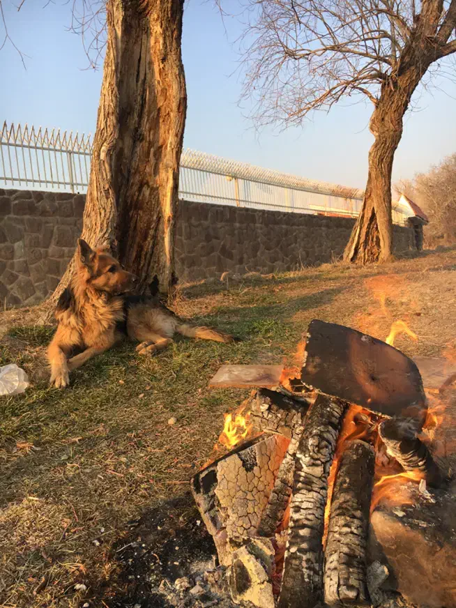 مژدگانی ۲۰ میلیونی|سگ|احمدآبادمستوفی, |دیوار