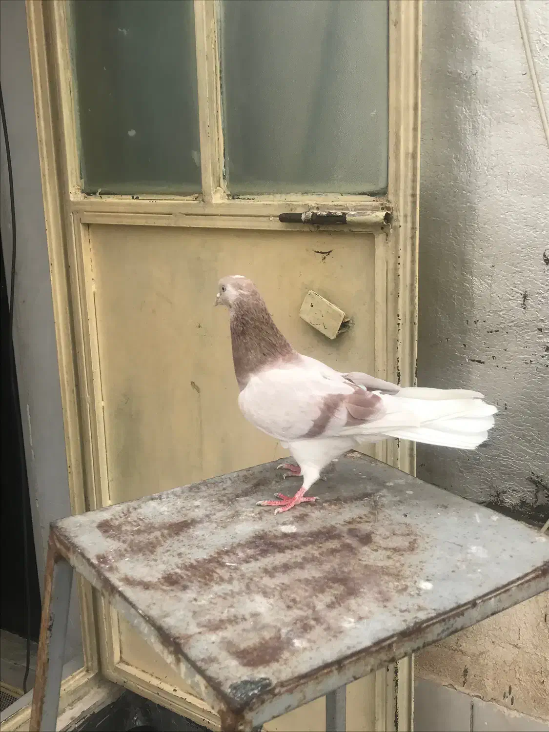 کفتر|پرنده|مشکین‌دشت, |دیوار