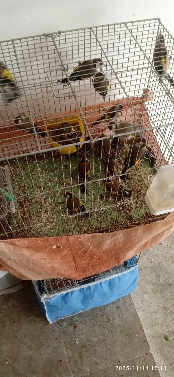 فروش سره صحرایی|پرنده|ملایر, |دیوار