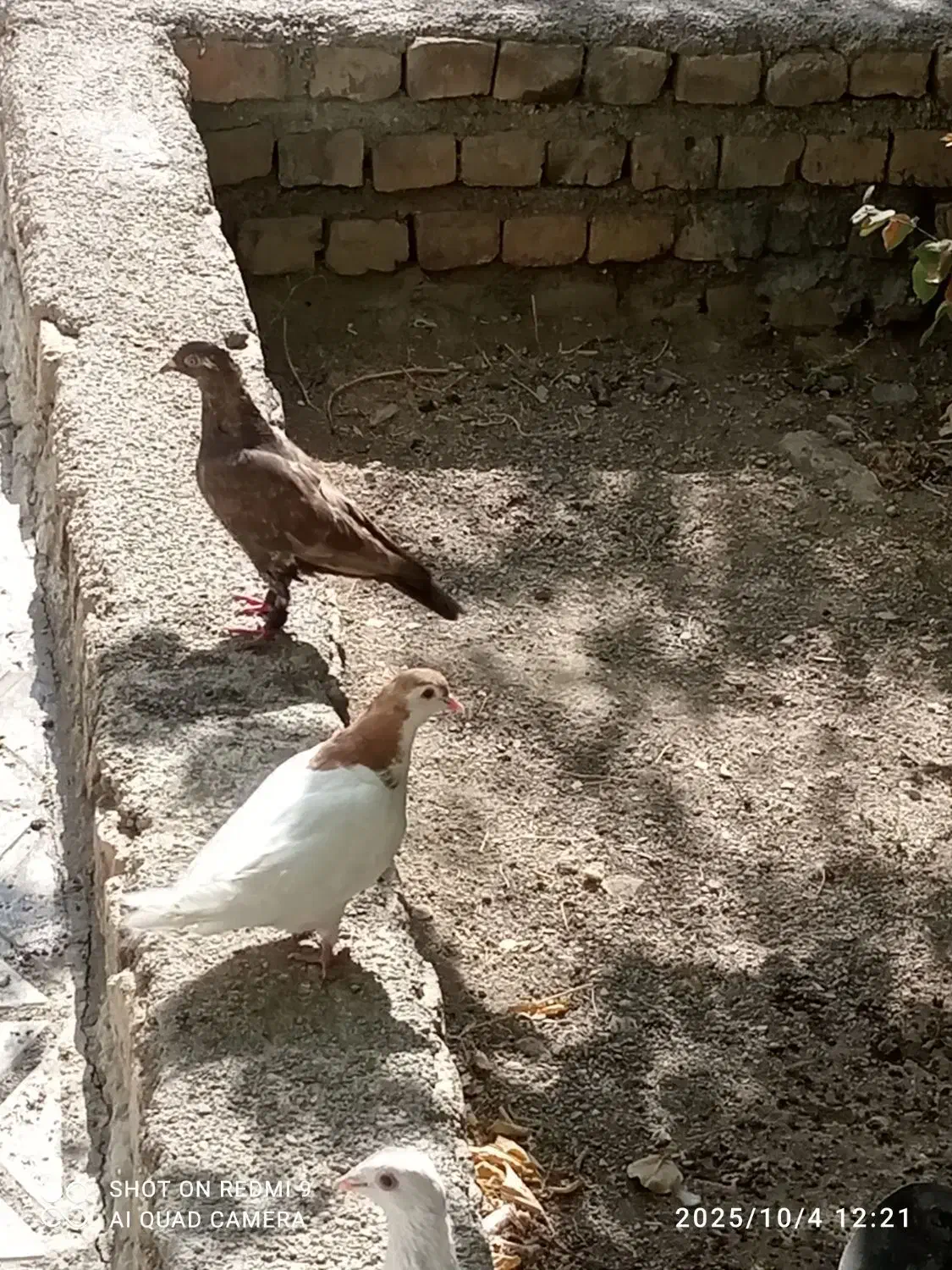 خال زرد|پرنده|شیروان (خراسان), |دیوار