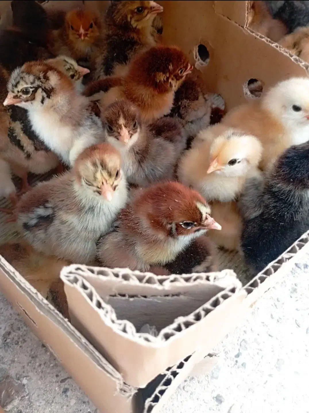 کارخانه تولیدجوجه محلی اردک رنگی گوشتی غازبوقلمون|حیوانات مزرعه|تهران, حبیب الله|دیوار