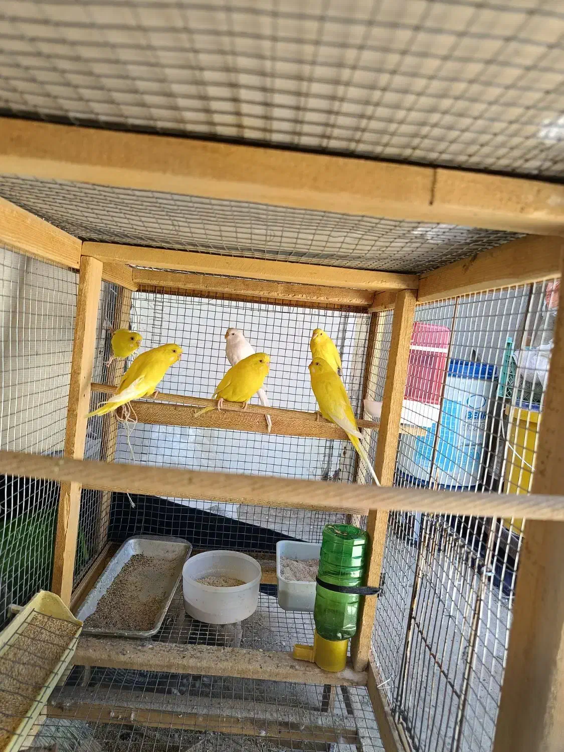 مرغ عشق هلندی چشم قرمز|پرنده|زرقان, |دیوار