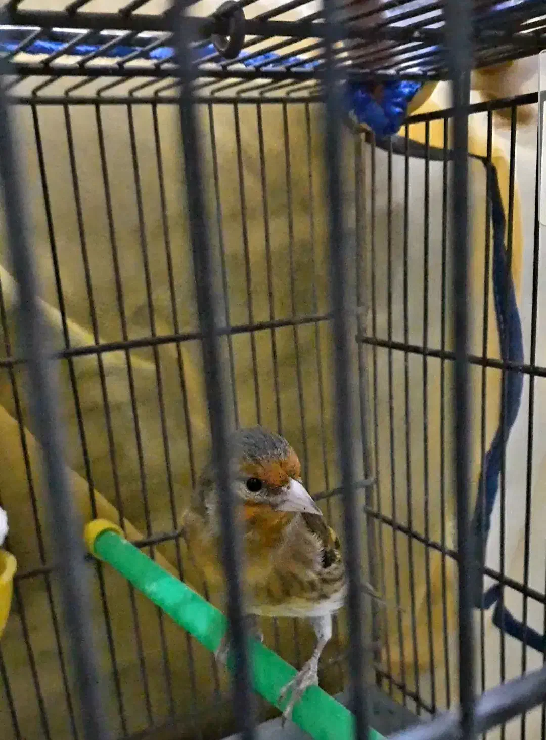 جوجه سهره قناری نر سرخ|پرنده|بروجرد, |دیوار