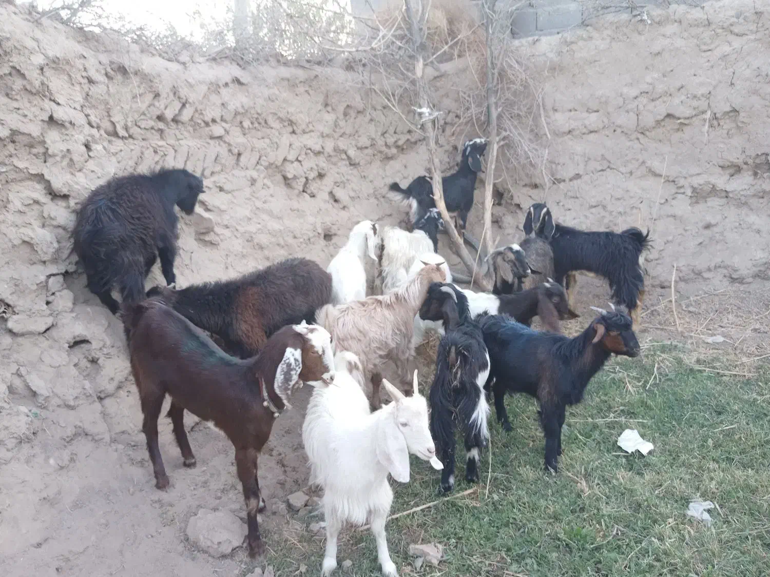 بزغاله ماده|حیوانات مزرعه|رضویه, |دیوار