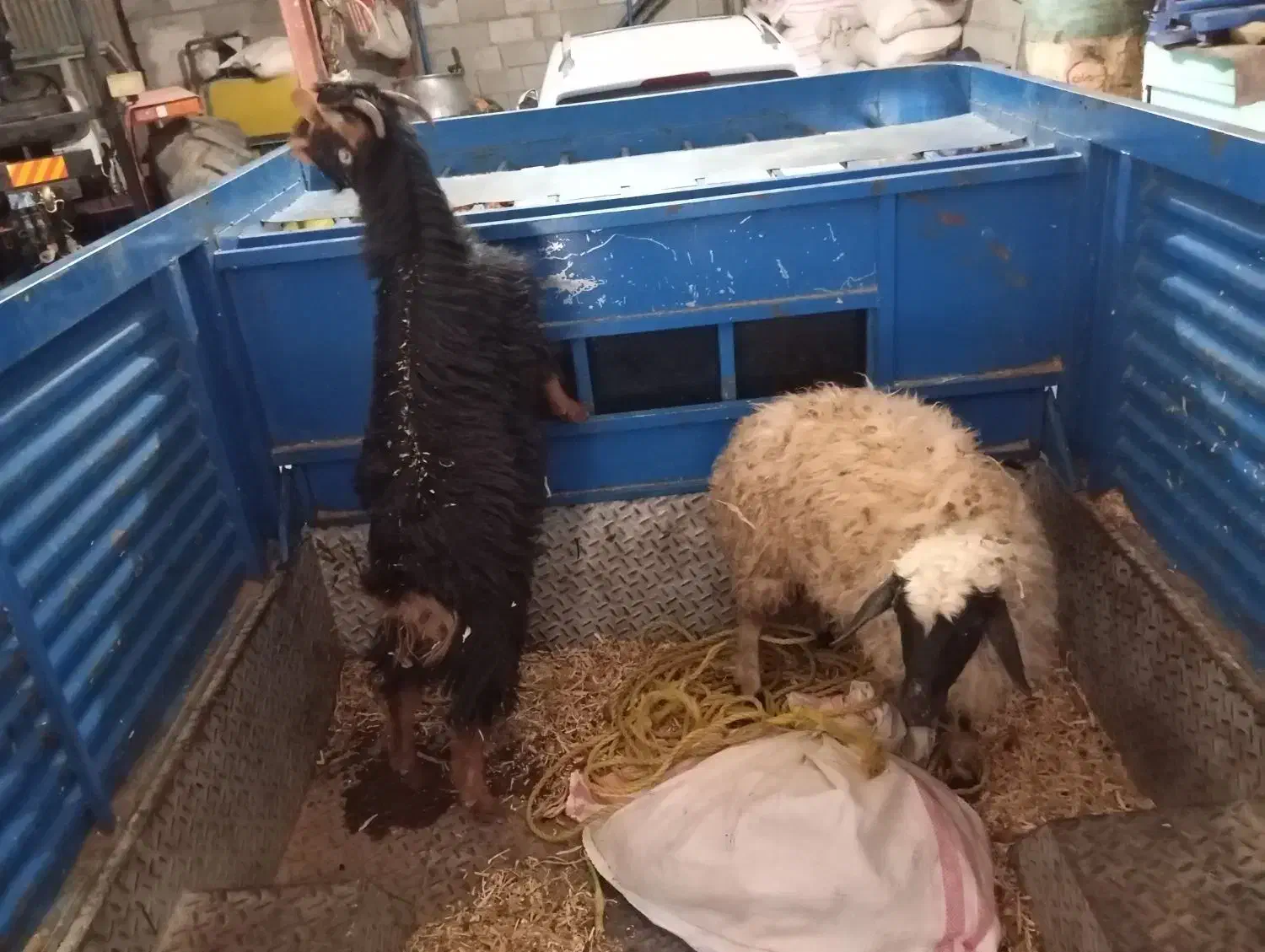 فروش گوسفند و بزغاله ماده|حیوانات مزرعه|روانسر, |دیوار