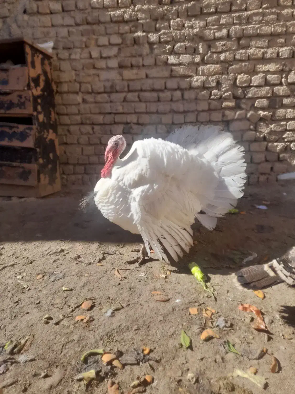 بوقلمون|حیوانات مزرعه|خرمدره, |دیوار