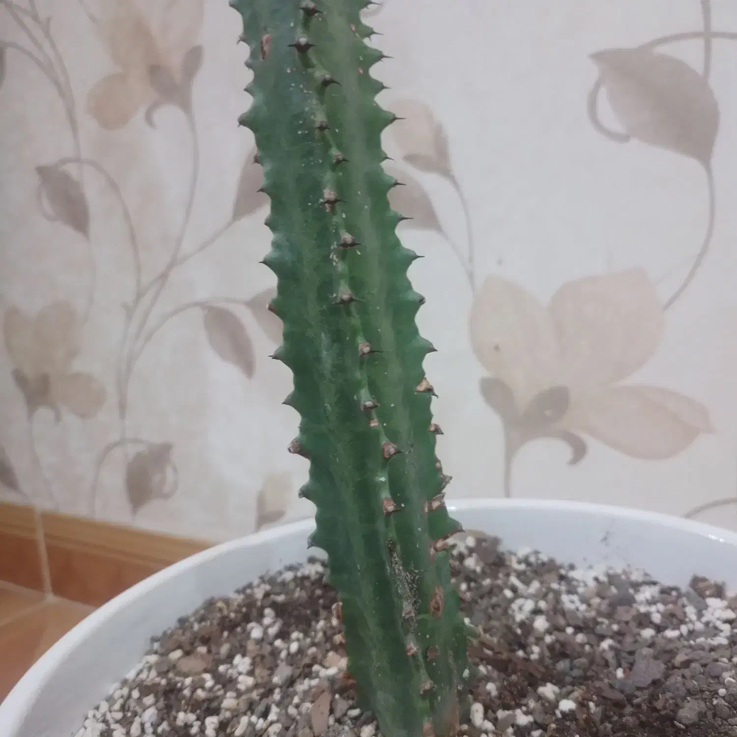 گل اف‌بی‌آی سبزوقرمز|گل و گیاه طبیعی|قزوین, |دیوار