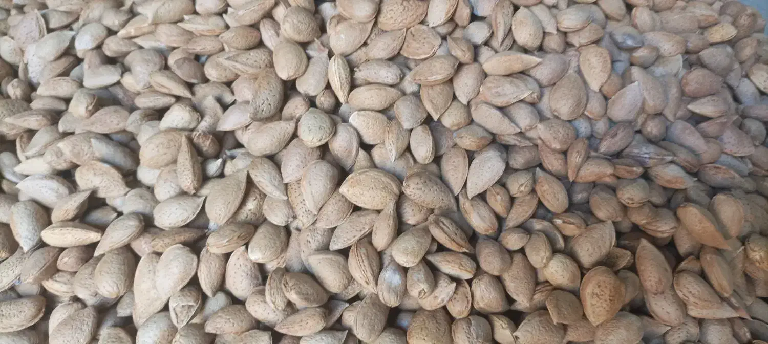 بادام درختی (سنگی)|خوردنی و آشامیدنی|مشهد, هنرور|دیوار