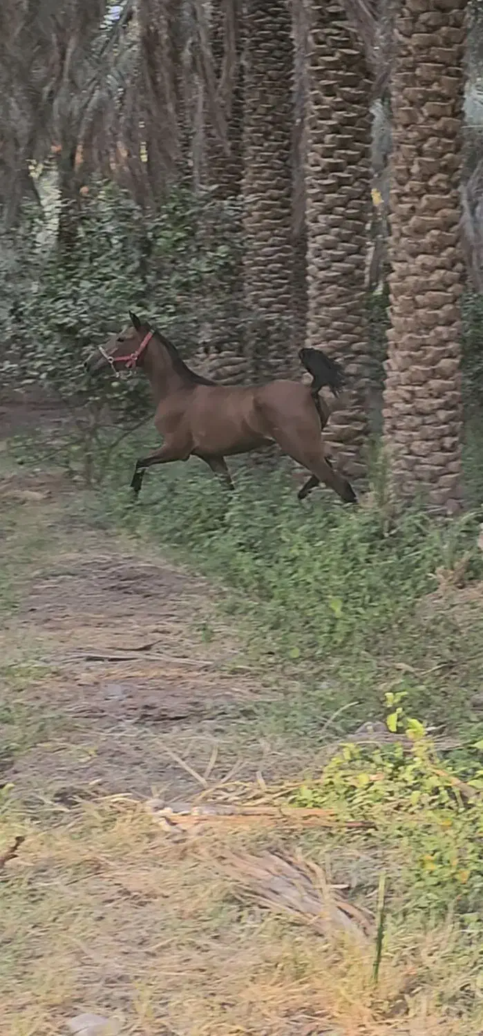 مادیان|اسب و تجهیزات اسب‌سواری|بم, |دیوار