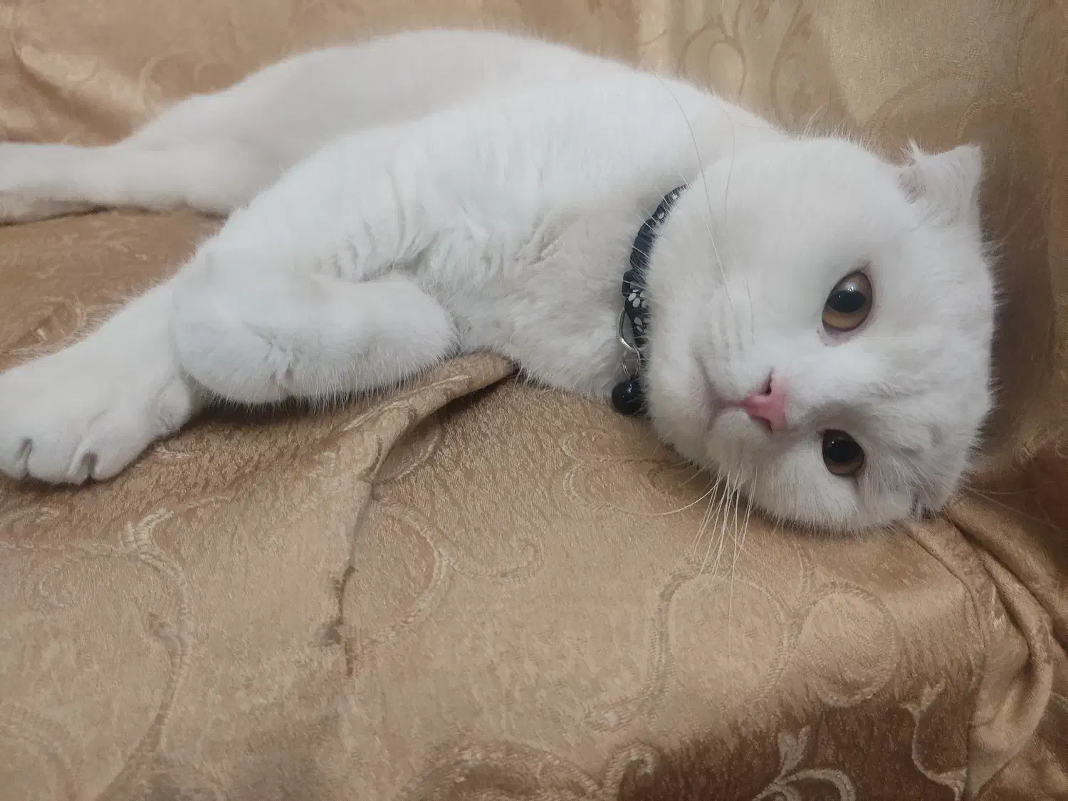 گربه اسکاتیش فولد|گربه|تبریز, |دیوار