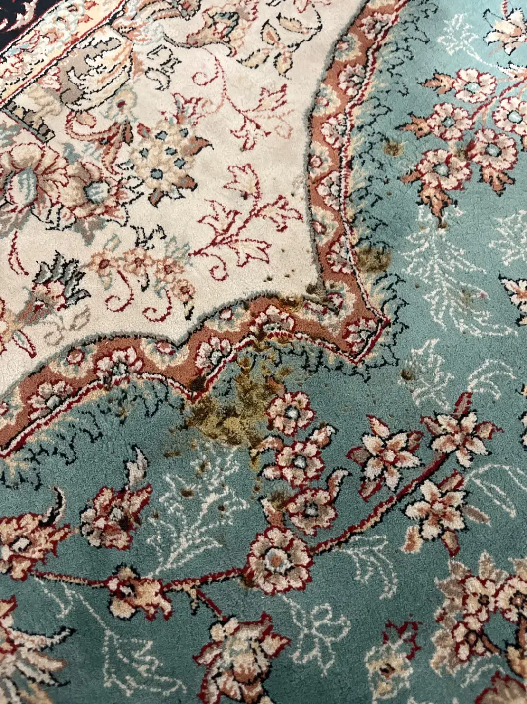 فرش ۱۲متری رنگ فیروزه ای|فرش|گرگان, |دیوار