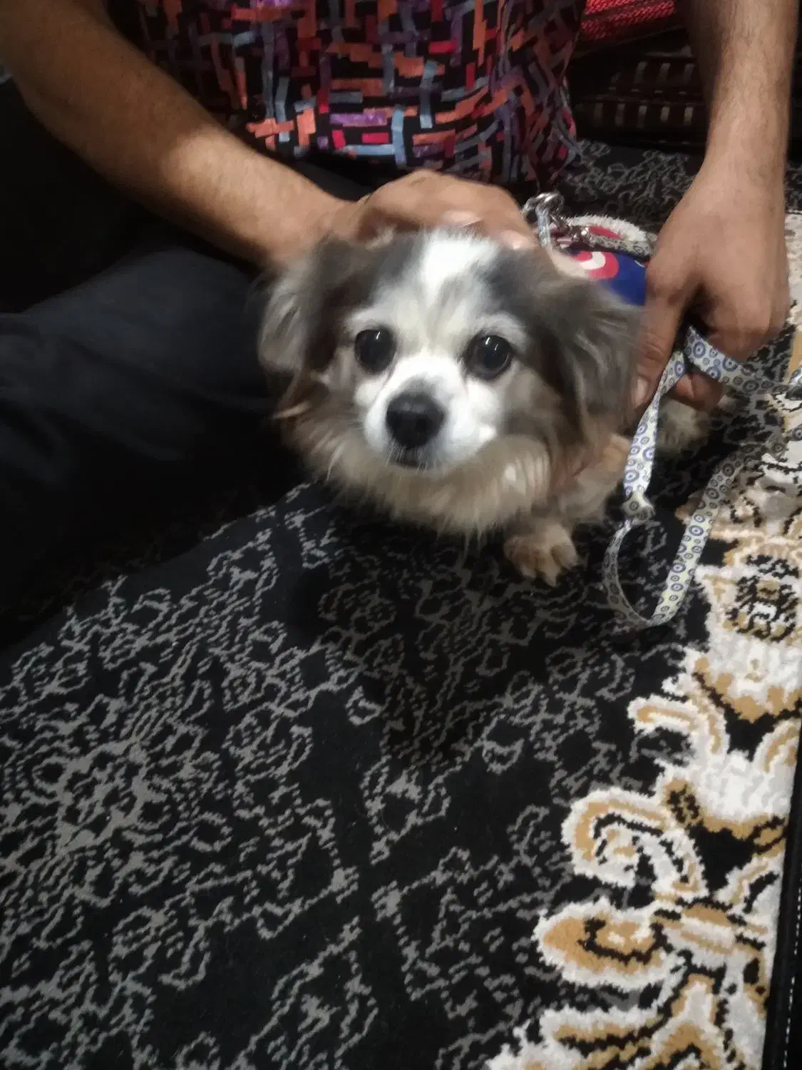 واگذاری سگگ|سگ|صفادشت, |دیوار