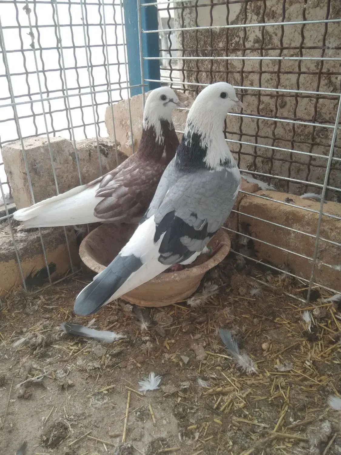 کبوتر پرشی|پرنده|رضوانشهر, |دیوار