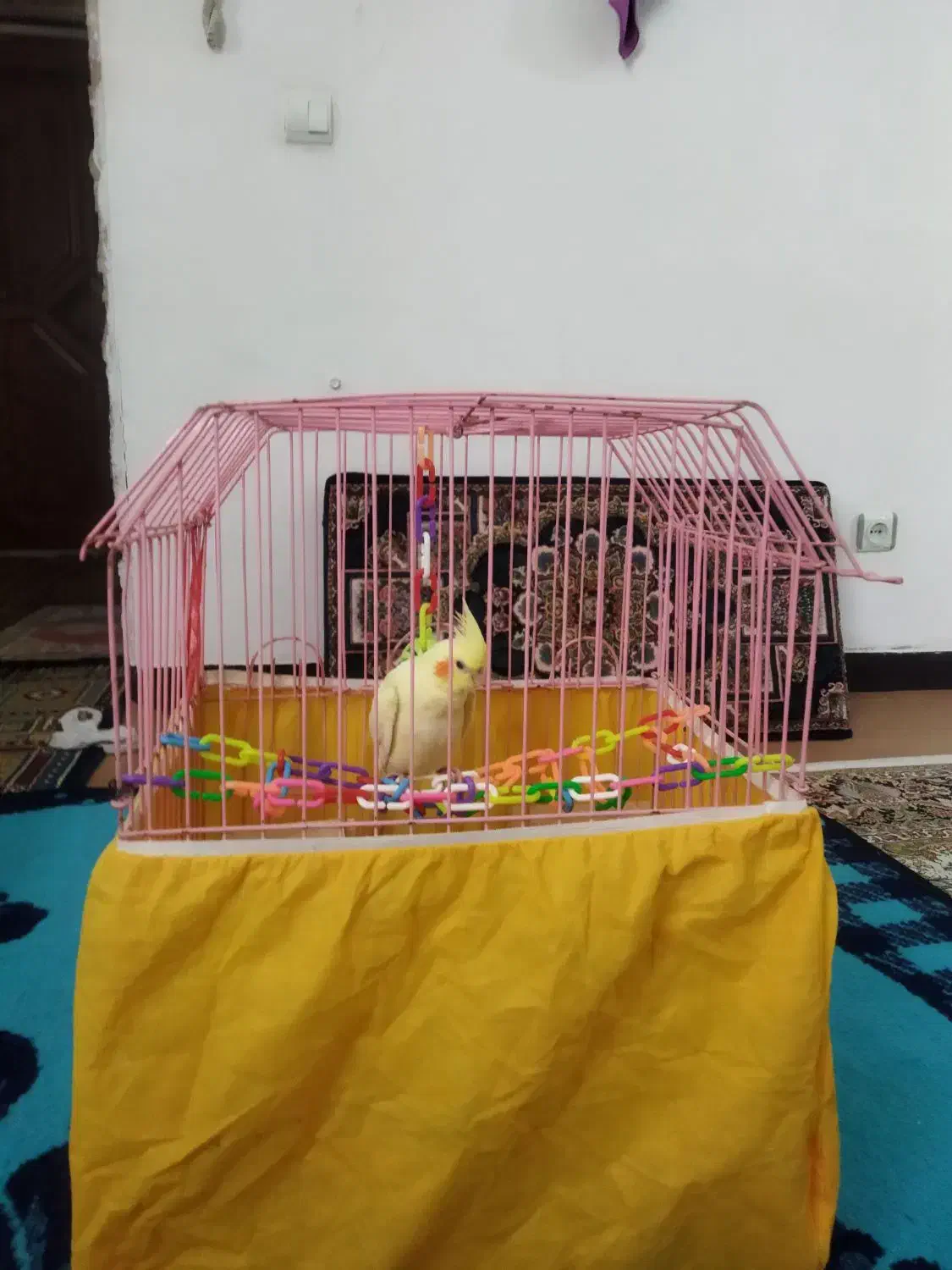 جوجه عروس هلندی ۱ ماهه|پرنده|اشتهارد, |دیوار