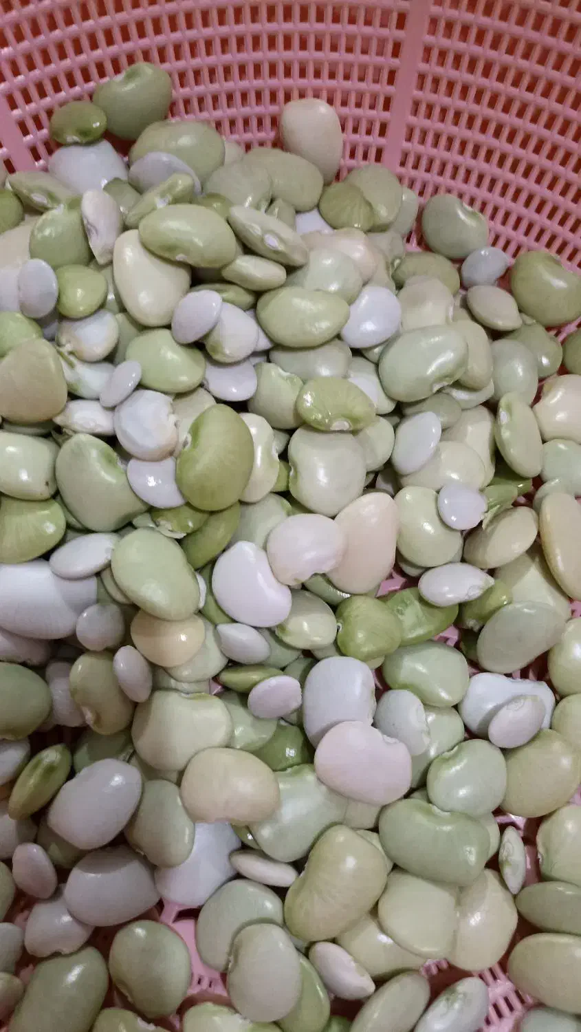 لوبیا نرمه با غلاف|خوردنی و آشامیدنی|نوشین شهر, |دیوار