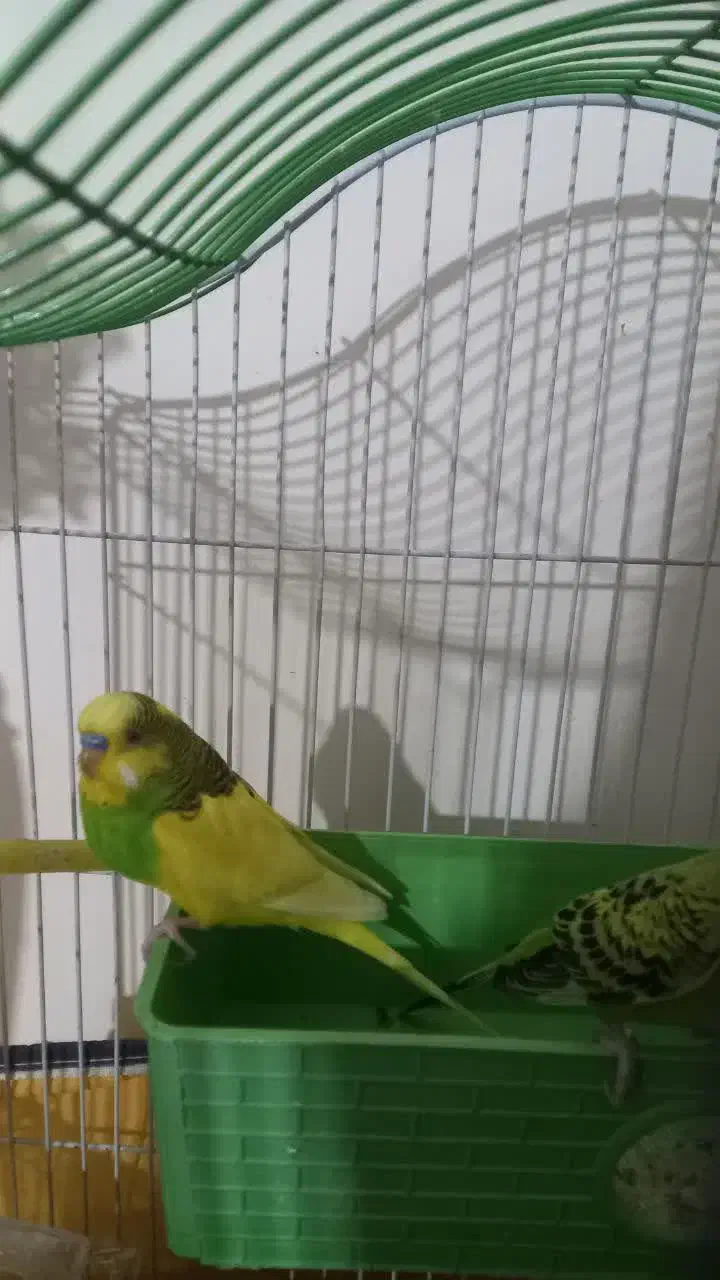 مرغ عشق نر و ماده که سه تا تخم هم دارند|پرنده|بندر کنگان, |دیوار