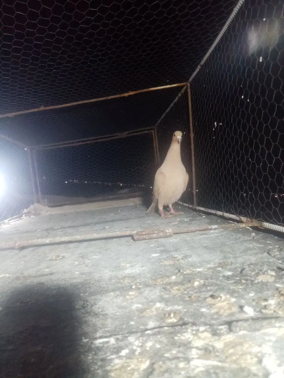 کبوتر|پرنده|تربت‌حیدریه, حاجی یار‎|دیوار