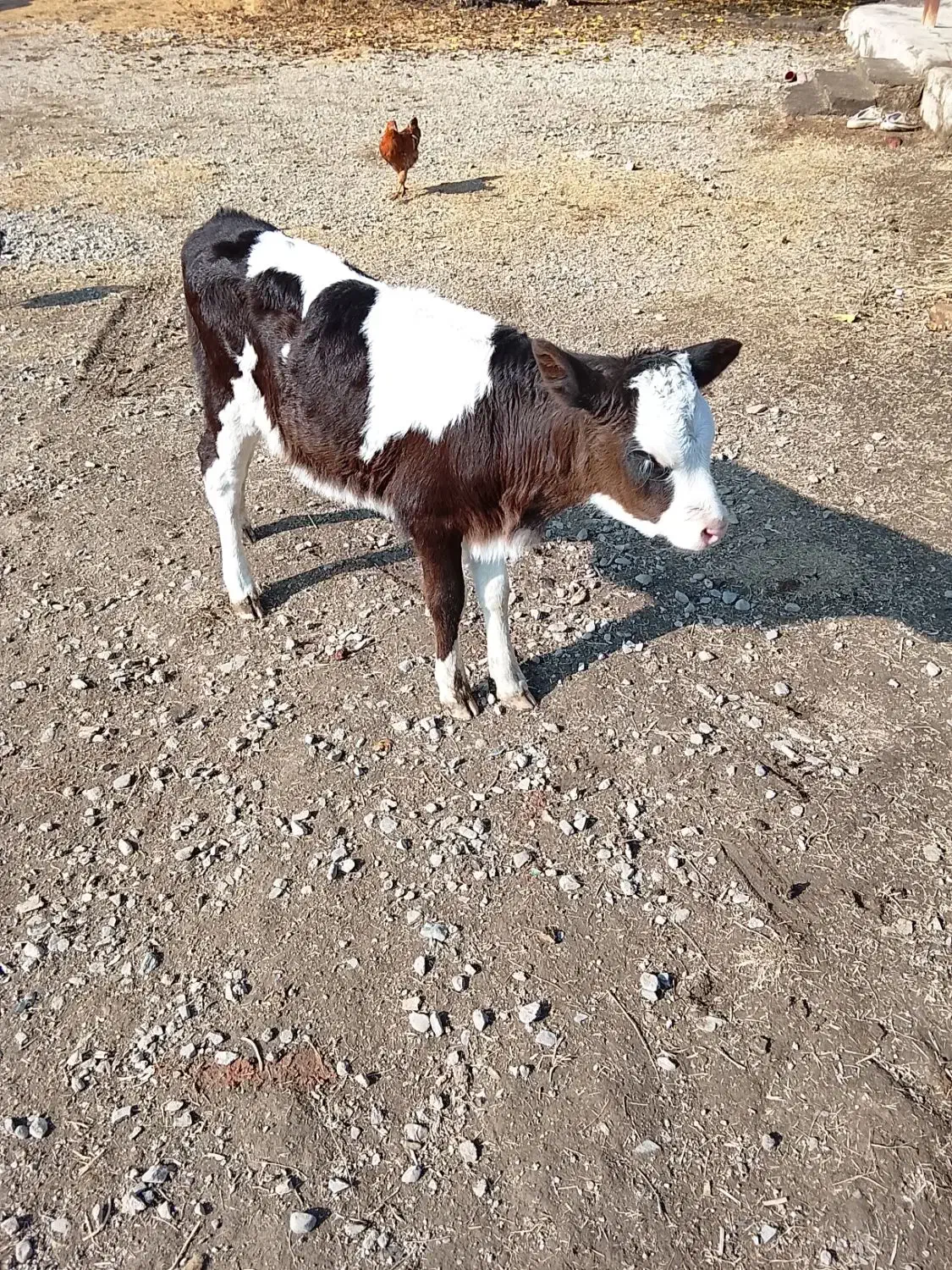 گوساله ماده سمینتال|حیوانات مزرعه|انزل, |دیوار