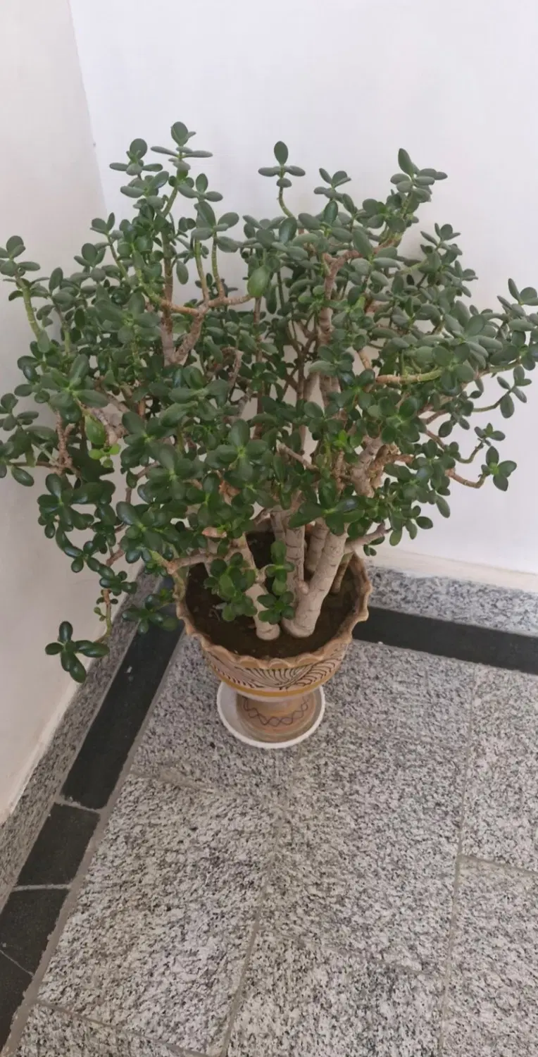 گل طبیعی|گل و گیاه طبیعی|آذرشهر, |دیوار