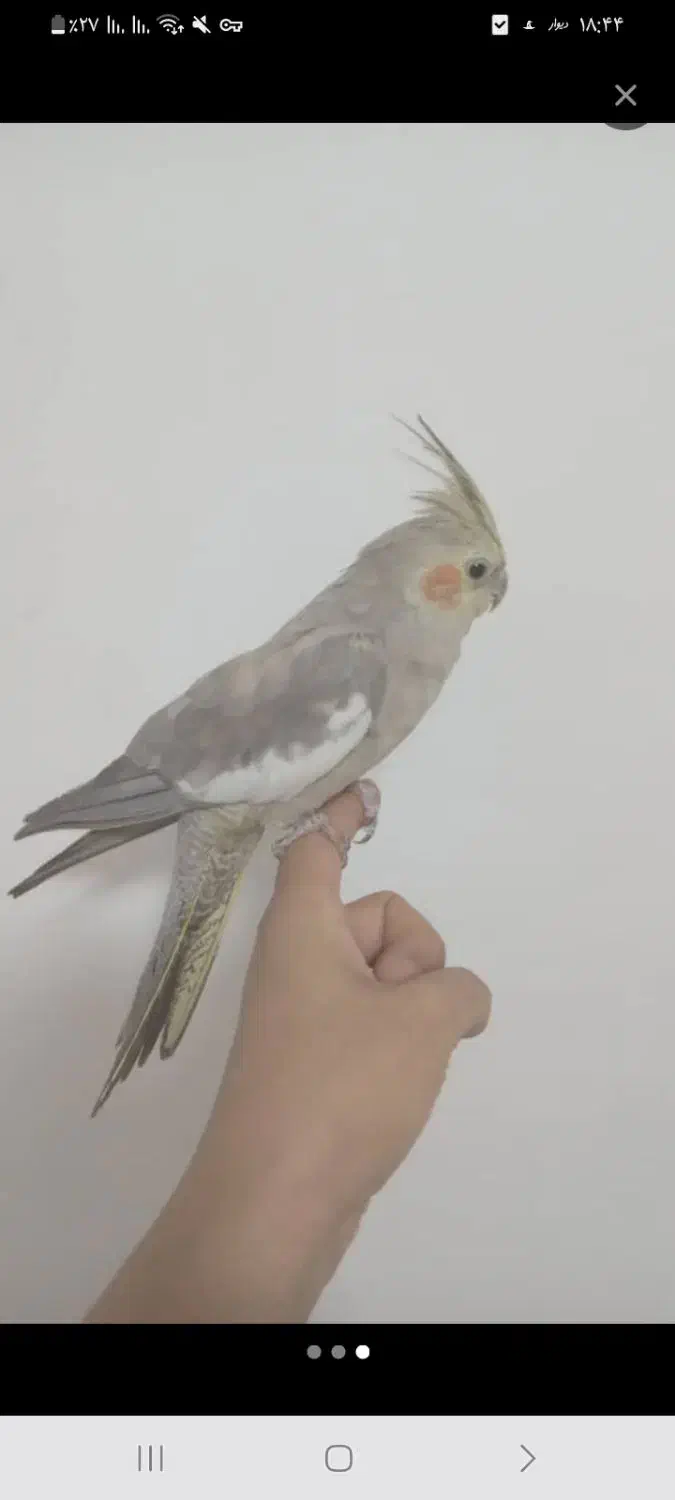 فروش 4عدد عروس هلندی|پرنده|سرپل ذهاب, |دیوار