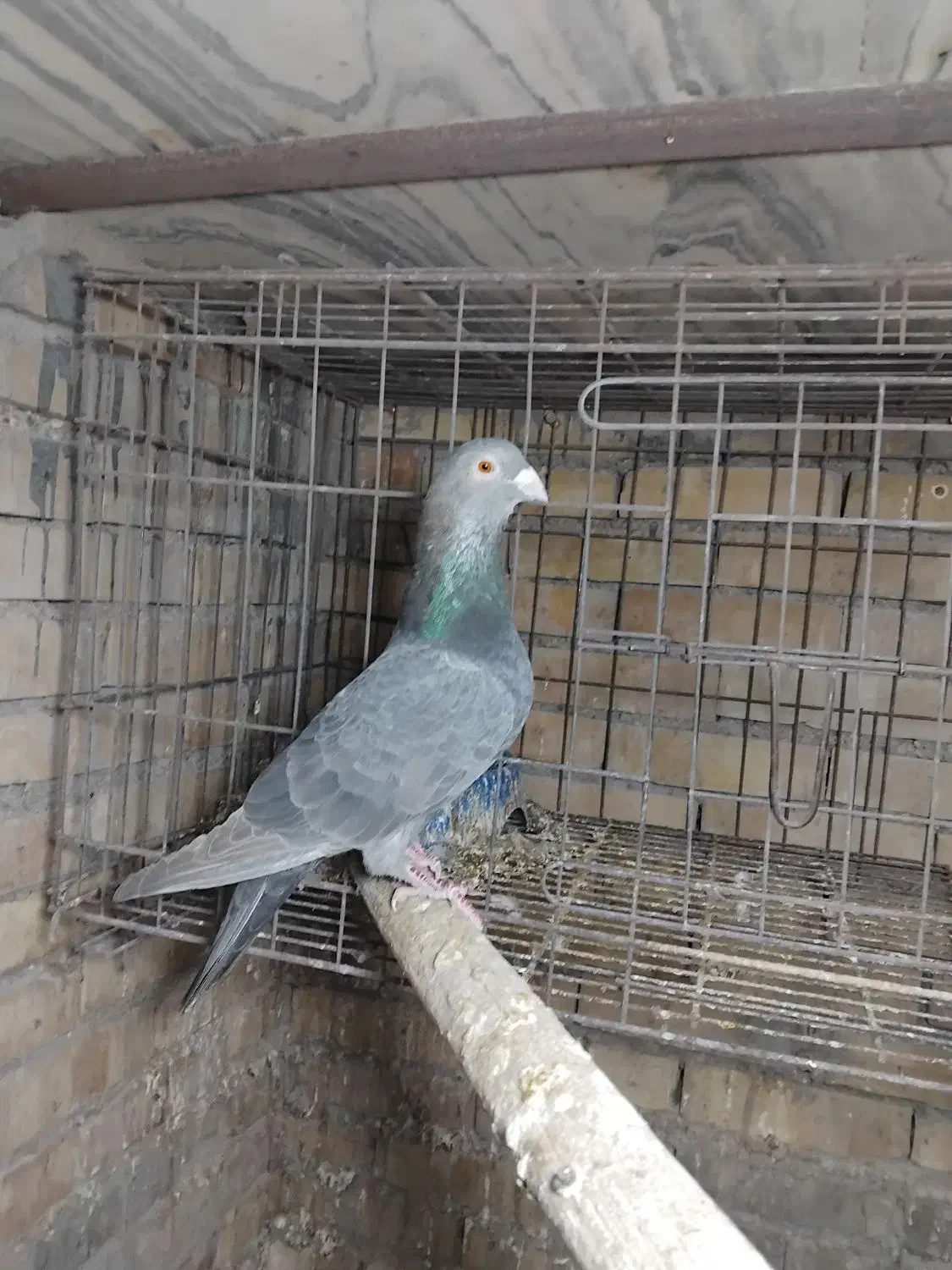 ماده زاغ.کوهی.گوره.سبز|پرنده|اهواز, سلطانمنش|دیوار