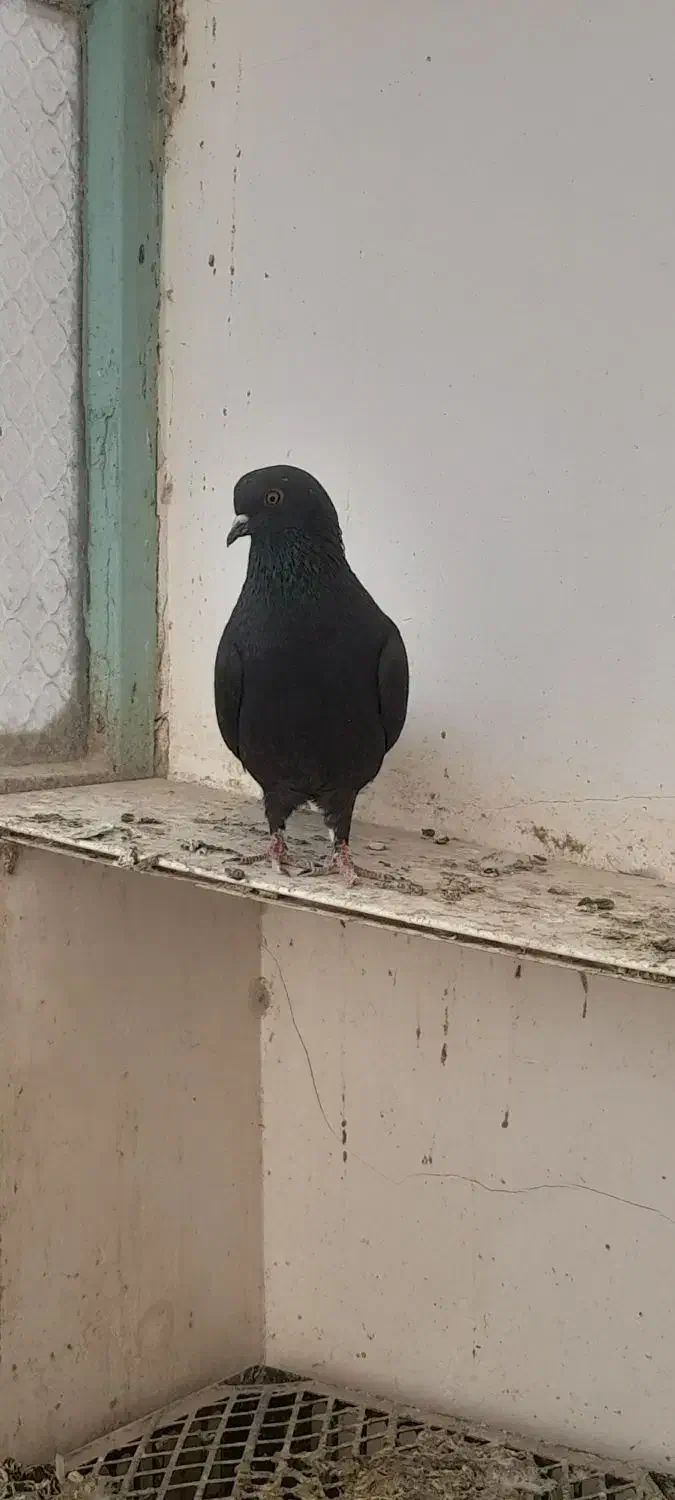 کبوتر پرشی|پرنده|قم, شهرک طالقانی|دیوار