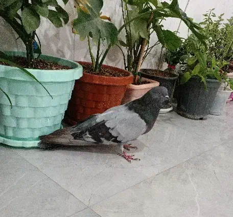 نره چایی درشت و کشیده|پرنده|اشترینان, |دیوار