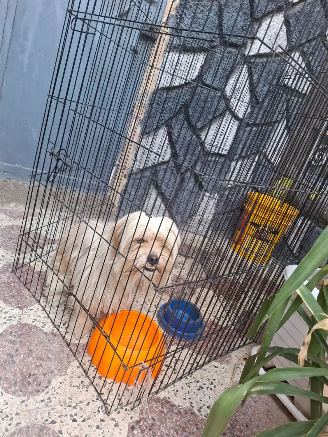 فروش سگ|سگ|کازرون, |دیوار