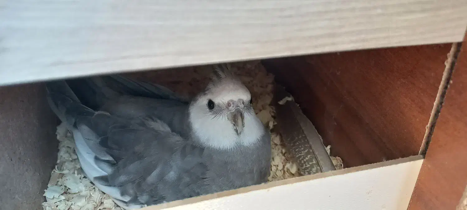 عروس هلندی وایت فیس|پرنده|کردکوی, |دیوار