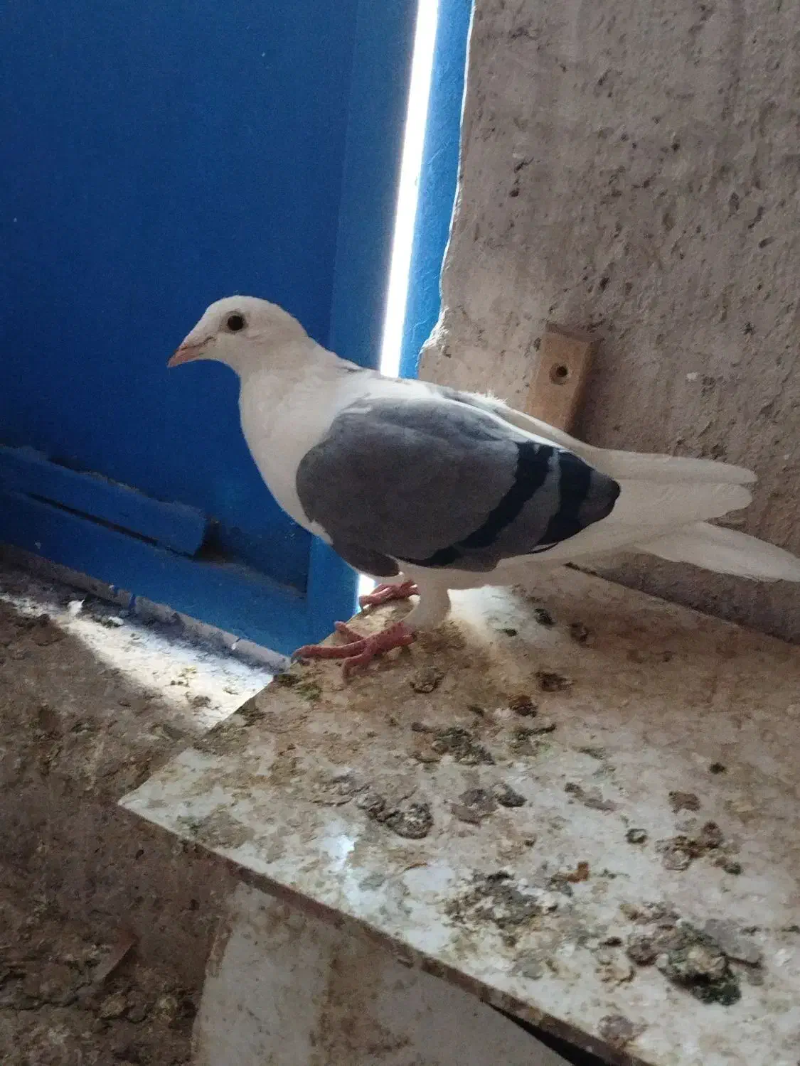 یکت کبود آلمانی|پرنده|قزوین, |دیوار