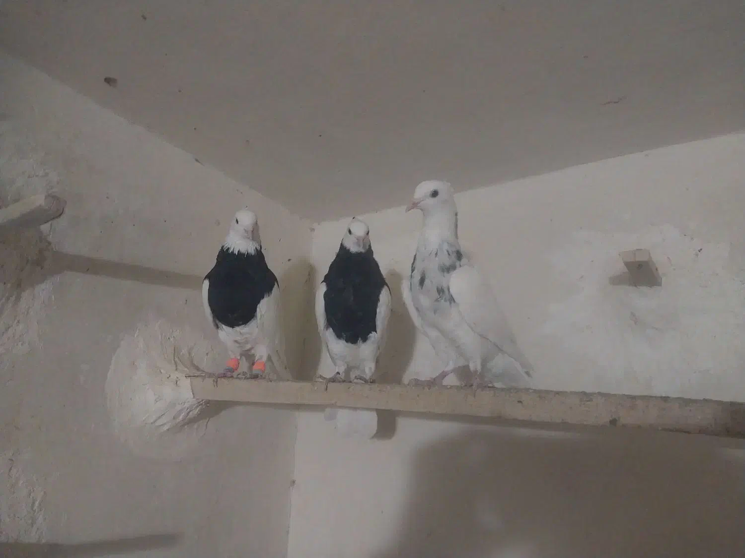 طوقی|پرنده|بردسکن, |دیوار