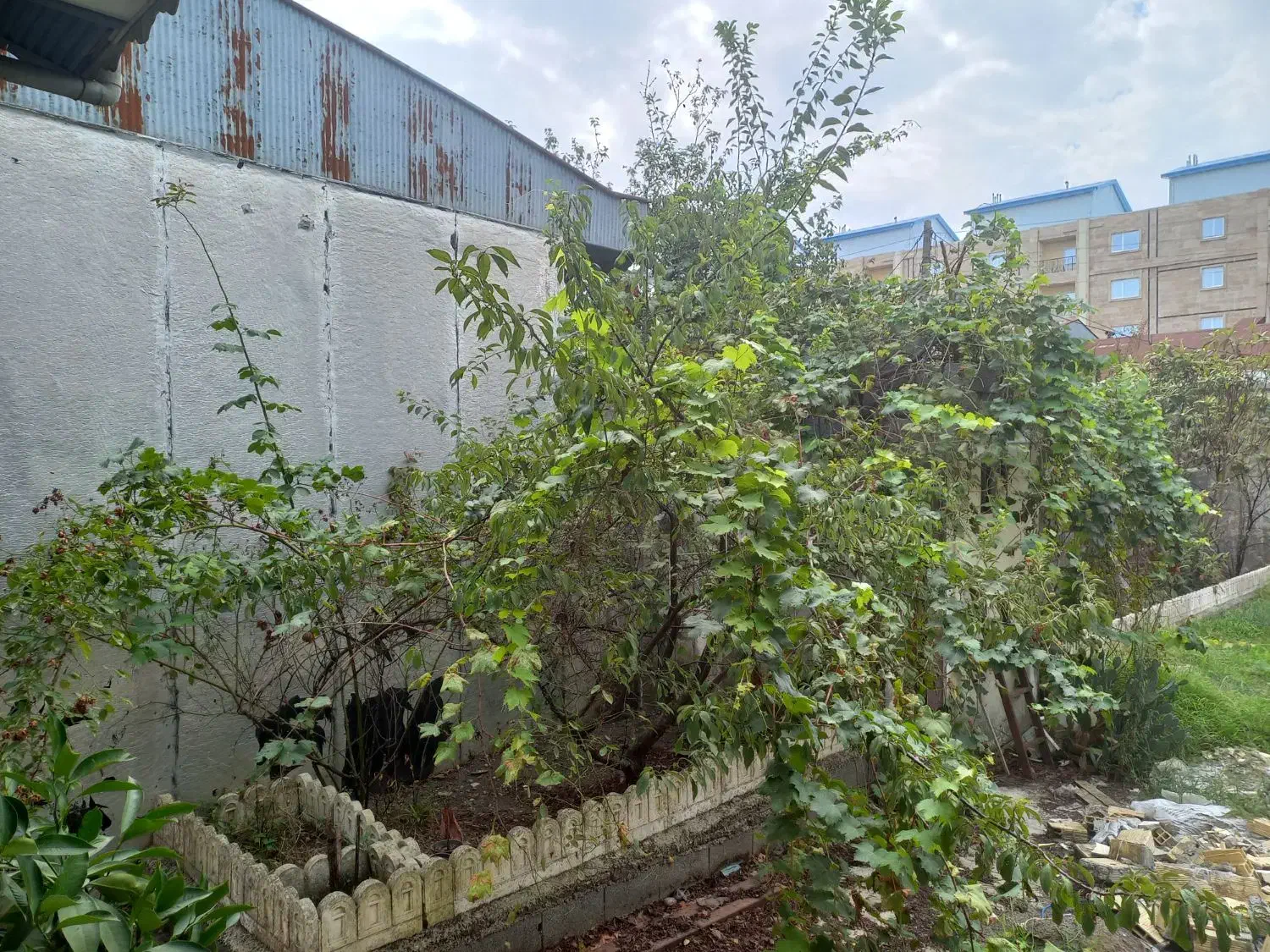 اجاره  باغ ویلای زیبا و چشم نواز|اجارهٔ خانه و ویلا|بندر انزلی, مسکن مهر|دیوار