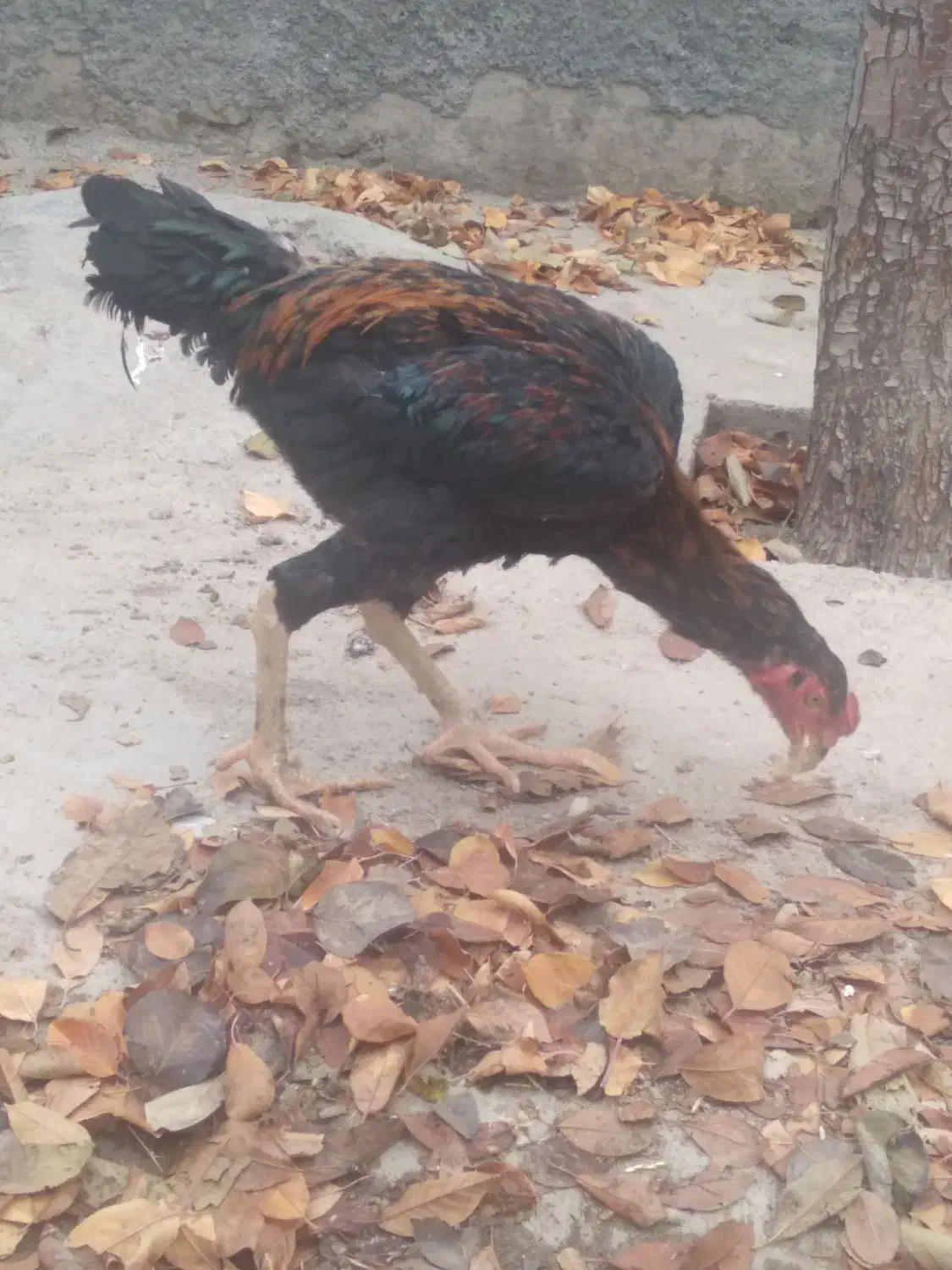 جوجه خروس ۷ماه|حیوانات مزرعه|خلخال, |دیوار