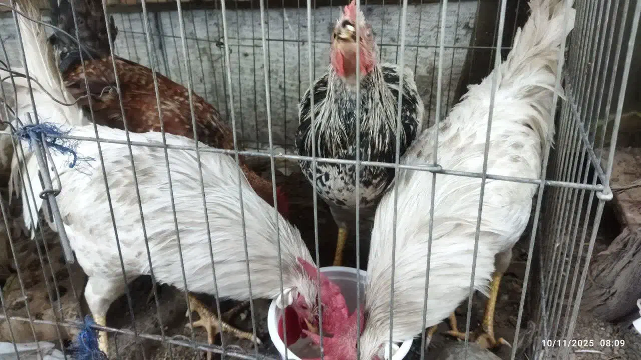 خروس|حیوانات مزرعه|مشهد, شهرک صنعتی توس|دیوار